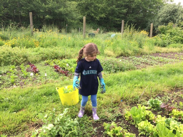 Josie asked for gloves to pick the radishes because the greens are a little prickly. I think she should wear them always.