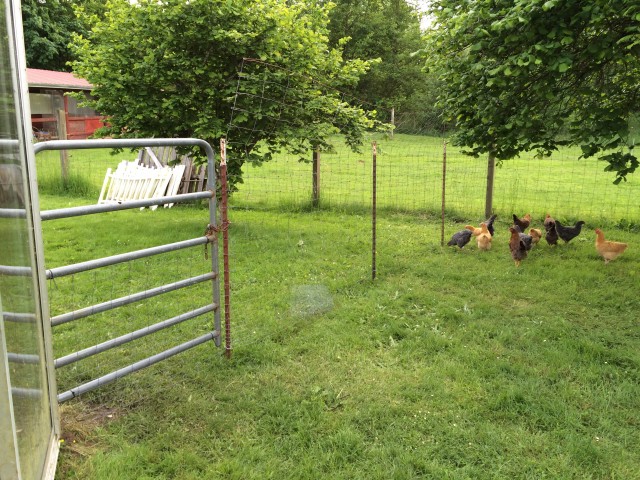 Brian and CJ built a strong fence between the back yard and playground to keep the chickens out of the front yard. They had a 'shockingly' good time.