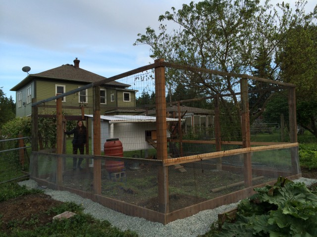 Rain barrel added to help with drainage and save trips to the hose to fill the waters. The fencing is buried around the edges to prevent predators from digging in and there is netting on top to keep eagles and hawks from swooping in.