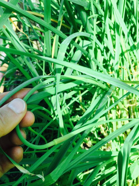 Garlic scapes!