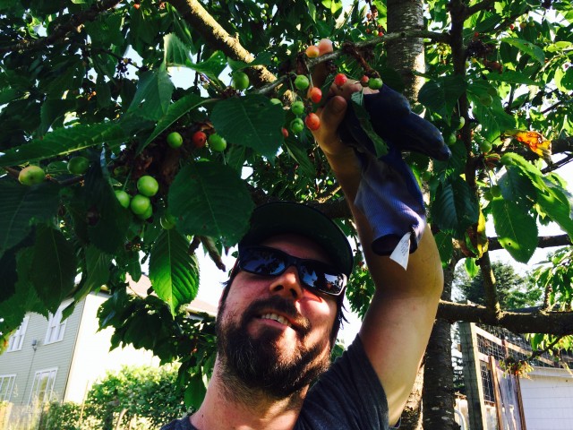 We thought they would be sour cherries, but they're sweet! Can't wait to spit the pits from the porch.