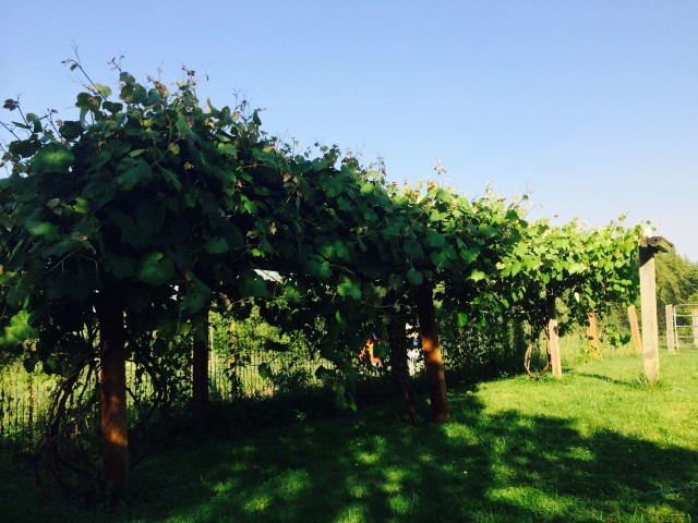 Our grape vines are flourishing - they could all be Concords, but we'll try to make some wine some anyway!