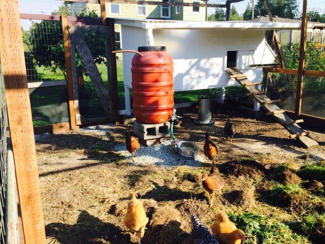 Self filling water feeder for the chickens