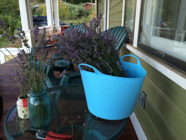 Harvested lavender