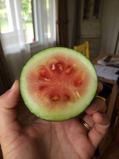 Teeny tiny watermelon. Not sweet, but watermelony and wasn't going to get bigger or riper, so we thought we'd give it a try.